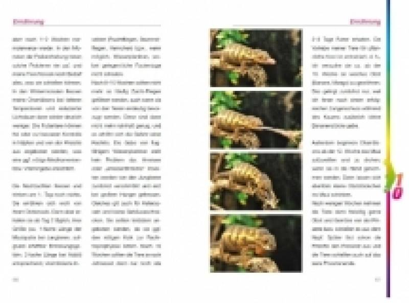 Preview: Das Pantherchamäleon - Furcifer pardalis